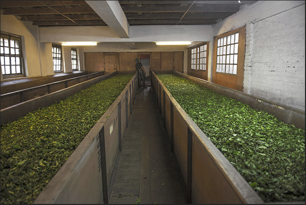 Drying the leaves in a ventilated room