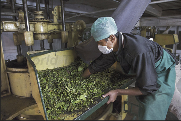 The rolling operation serves to preserve the aroma of the leaves and for black tea, continues until the fermentation of the leaves