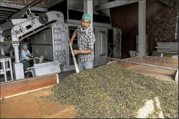 Drying control of the tea leaves
