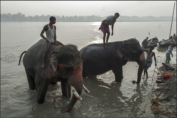 The morning bath of the elephants in the Gandak river