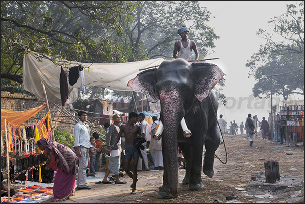 After the bath, the elephants are brought to the Sonepur Cattle Market, a fair that lasts even a month