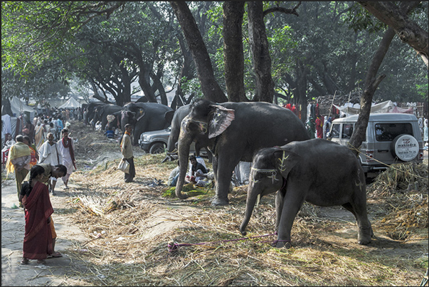 Merchants and buyers, meet to negotiate the sale of elephants and, in general, the cattle exposed in the market