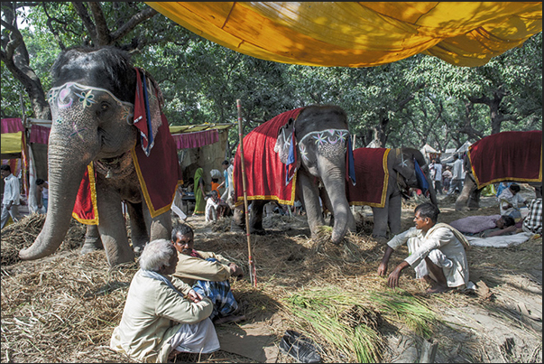 Seller of elephants at Sonepur market